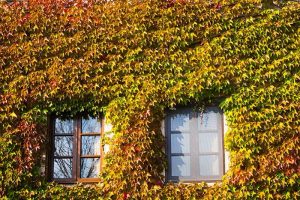 Tips for Cleaning Your Windows in Every Season