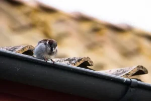 Gutter Screens When They re Worth It for Your Home